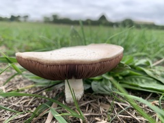 Agaricus campestris