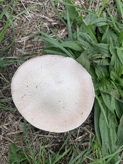 Agaricus campestris