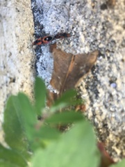 Melanerythrus mactans