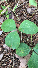 Toxicodendron rydbergii