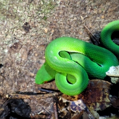 Trimeresurus rubeus