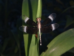 Neurothemis tullia