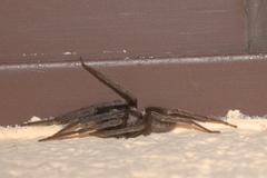 Segestria florentina
