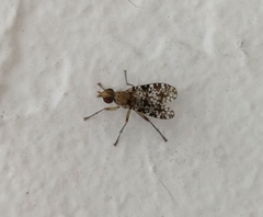 Trypetoptera punctulata