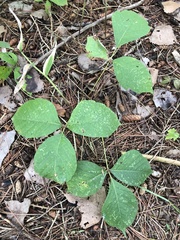 Toxicodendron rydbergii