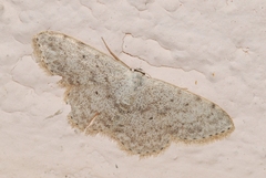 Scopula marginepunctata