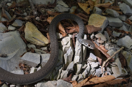 Dahl's Whip Snake, Сочи, Краснодарский край, Россия, photo 9 of 10