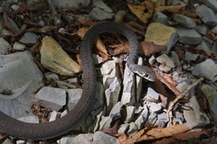 Platyceps najadum