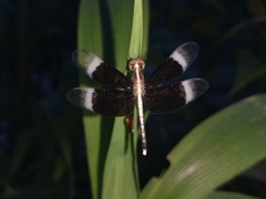Neurothemis tullia