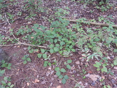 Toxicodendron rydbergii