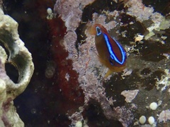 Chrysiptera unimaculata