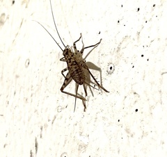 Gryllomorpha dalmatina