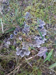 Peltigera rufescens