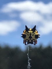 Austracantha minax