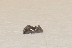 Macdunnoughia confusa