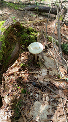 Amanita bisporigera