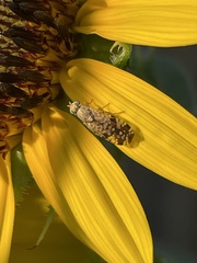 Neotephritis finalis