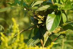 Rhopalomyia solidaginis