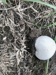 Lycoperdon pratense