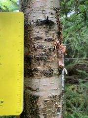 Betula papyrifera