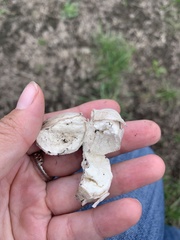 Lycoperdon pratense