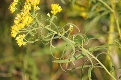 Asteromyia euthamiae