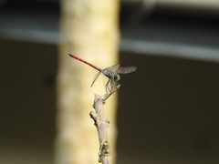 Lathrecista asiatica asiatica