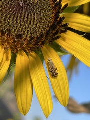 Neotephritis finalis