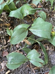 Convallaria
