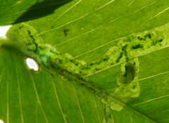 Liriomyza congesta