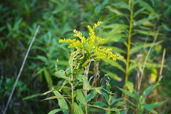 Asphondylia solidaginis