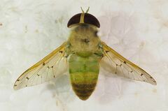 Chlorotabanus mexicanus