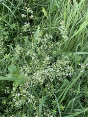 Galium album