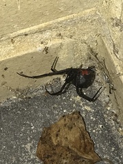Latrodectus hasselti