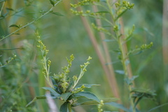 Rhopalomyia solidaginis