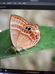 Abisara
