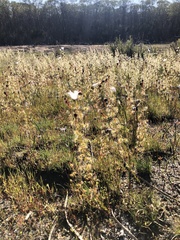 Drosera heterophylla