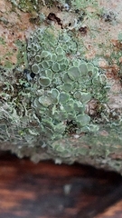 Lecanora strobilina