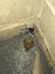 Latrodectus hasselti