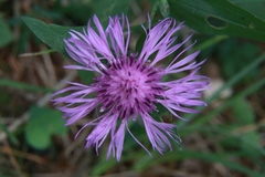 Centaurea nigrescens
