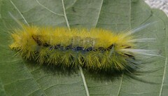 Lophocampa annulosa