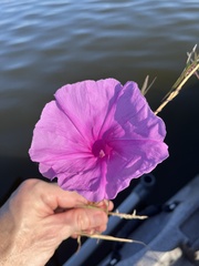 Ipomoea sagittata