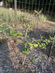 Malus ioensis texana