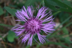 Centaurea nigrescens