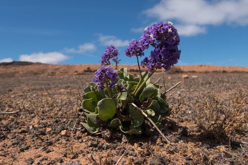 Limonium