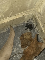 Latrodectus hasselti