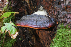 Fomitopsis pinicola