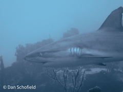 Carcharhinus perezii