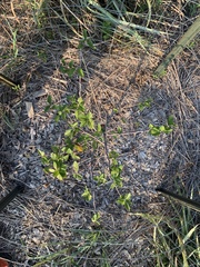 Malus ioensis texana
