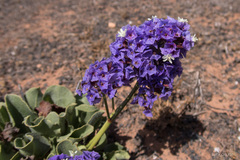 Limonium puberulum